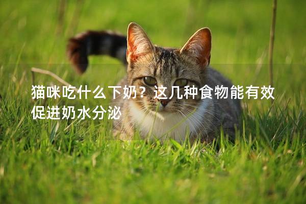 貓咪吃什么下奶？這幾種食物能有效促進(jìn)奶水分泌